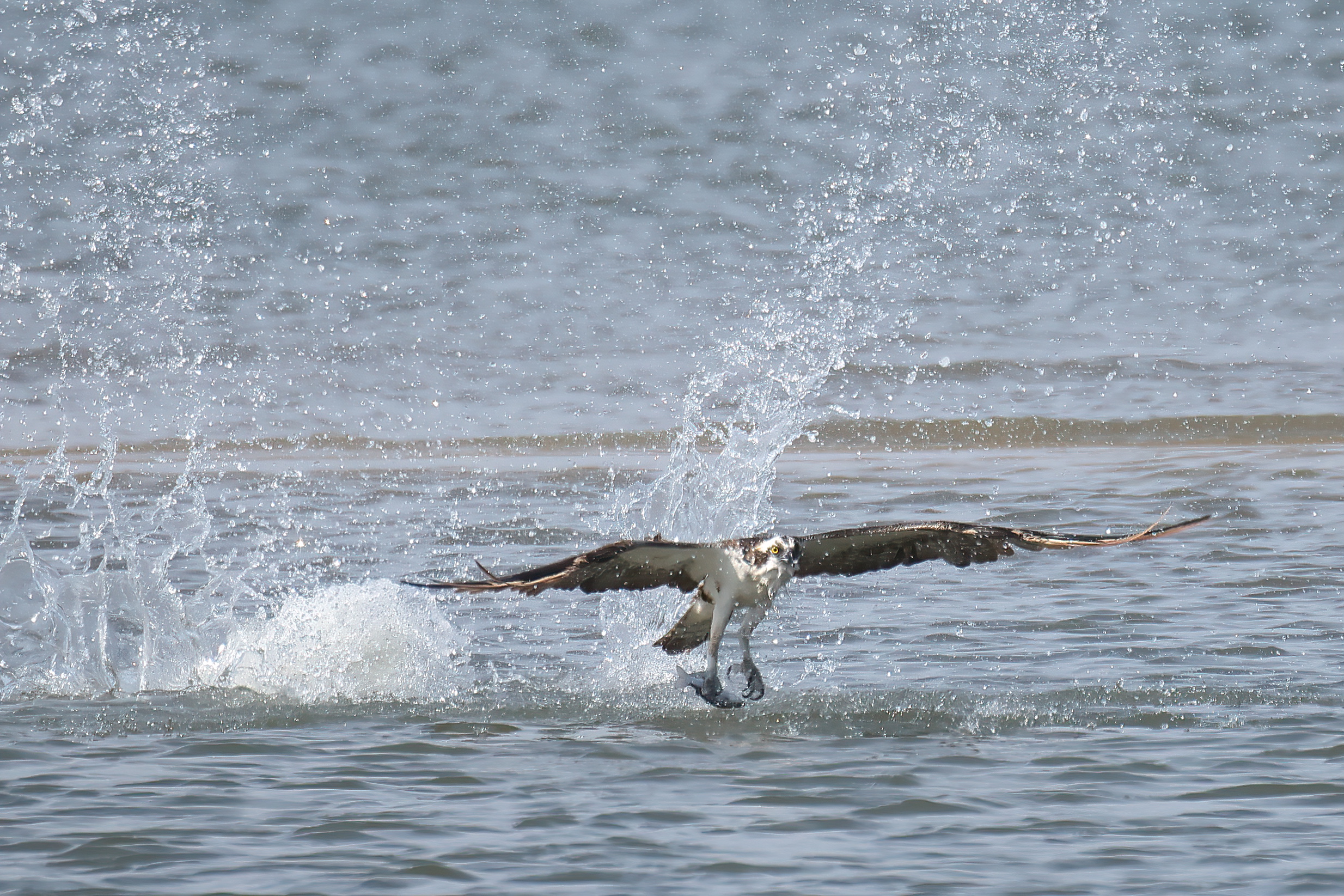 1st PrizeOpen Nature In Class 2 By Rich Giannola For Swoop N Snatch OCT-2024.jpg